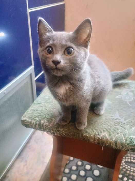 Отдам в добрые руки котенка