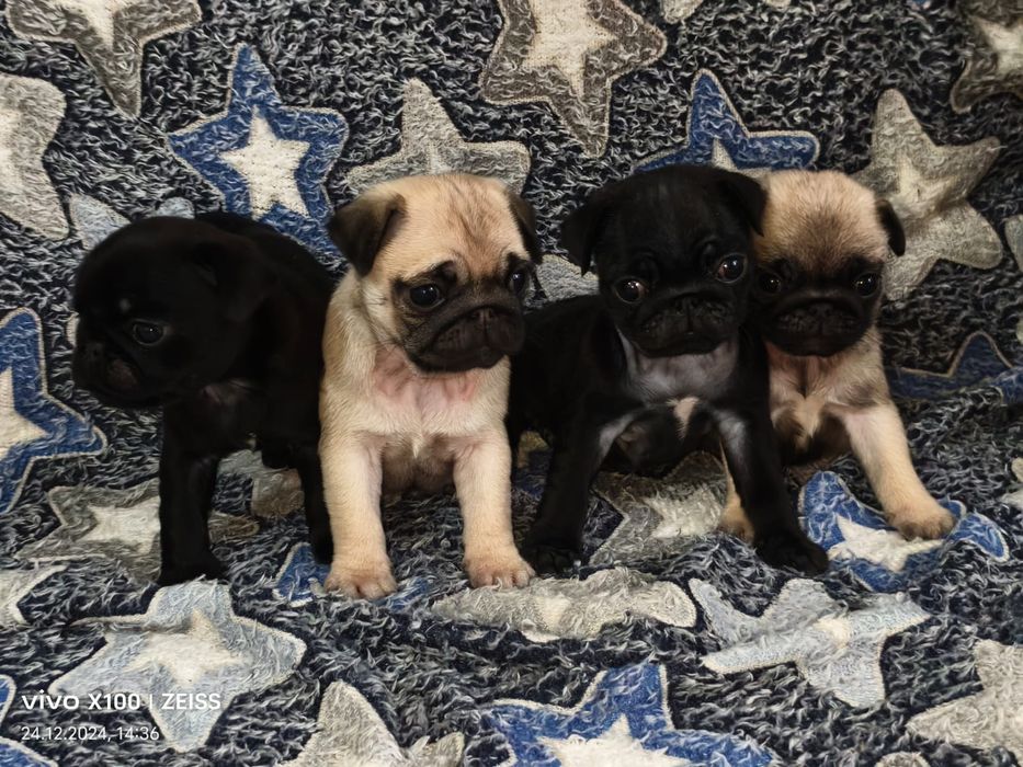 Очаровательные щенки Мопса.