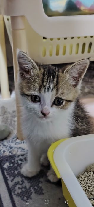 Анта уғил бола 6 ойли 350 минг сум