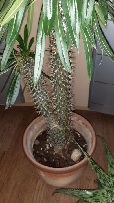 Пахиподиумы Суккуленты Цветы