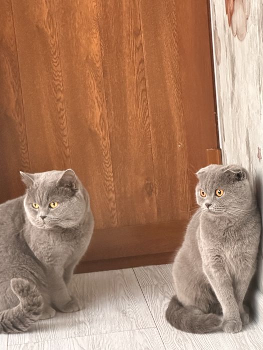 Вязка Скотиш Страйт