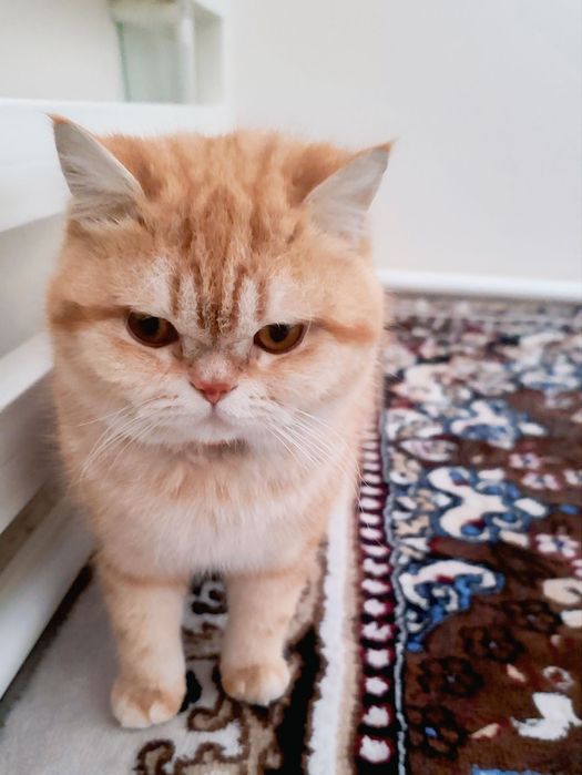 Vyaska bepul, padarkagamas ko'paytirishga