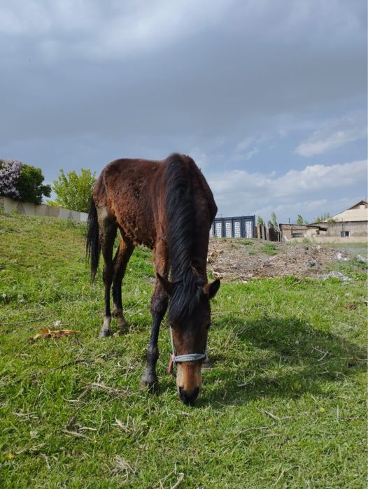 Ұрғашы тай сатылады