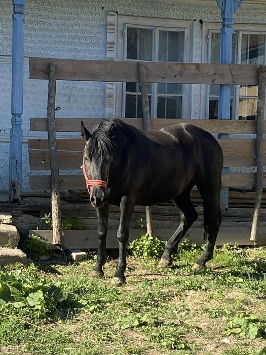 Vând iapa de 7 ani și o manza de 1 an și 3 luni. Mai multe detalii la nr de telefon0756671672