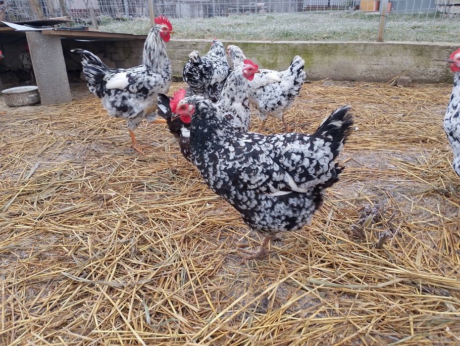 Pita pinta asturiana