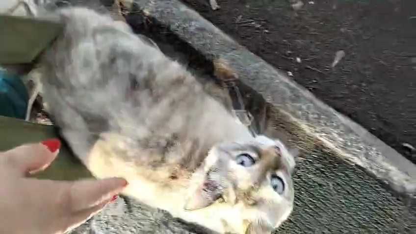 Чья потеряшка? Хозяин, забери!