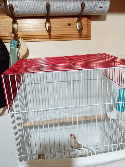 Канарейка прадается - канарейка сотилади