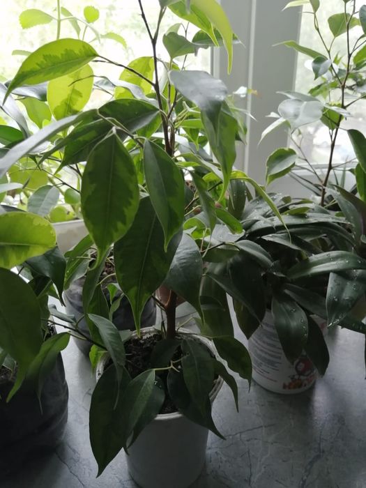 Продам фикус Бенджамина