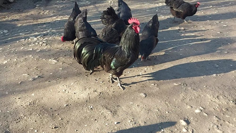 Gaini australorp negru