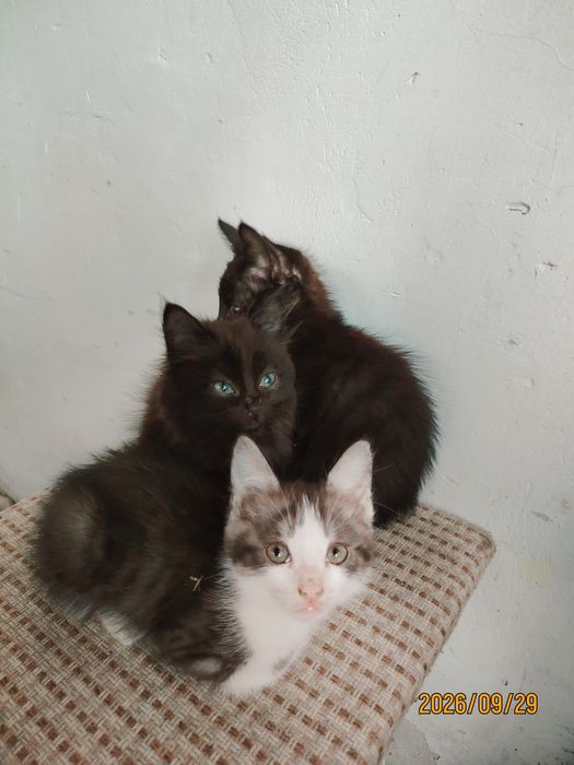 Отдам котят в добрые руки