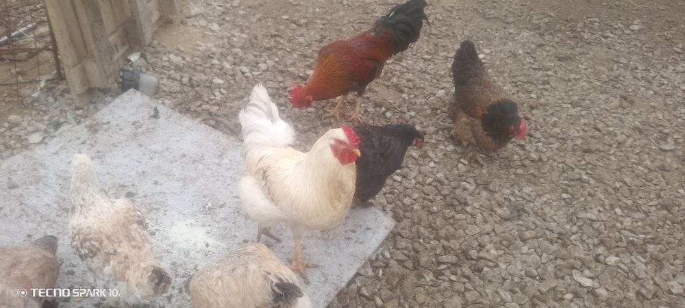 Кораздар сатылады