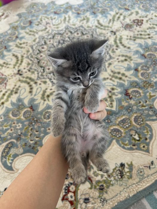 Кошки в хорошие руки