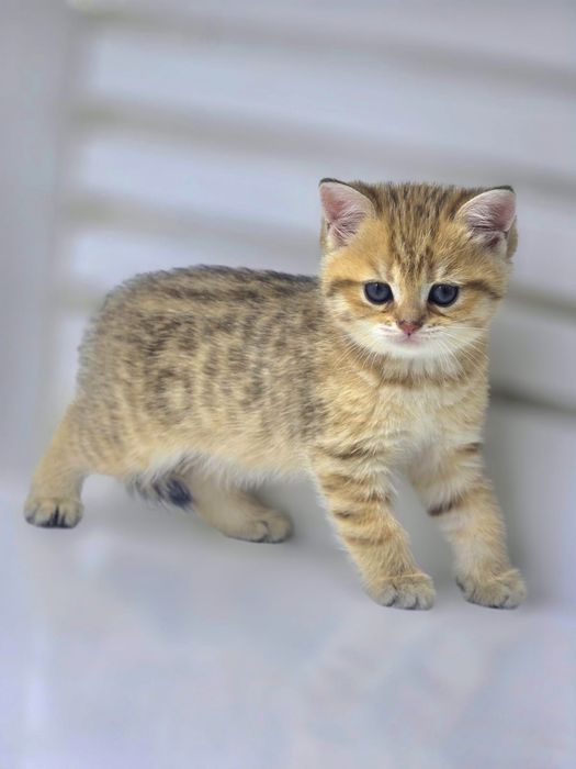 Зеленоглазка ,КошЕчка