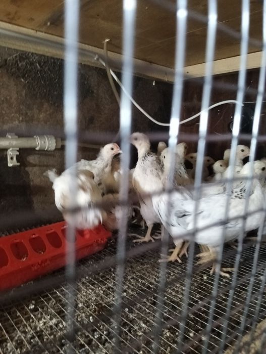 Продам цыплят Адлер серебро