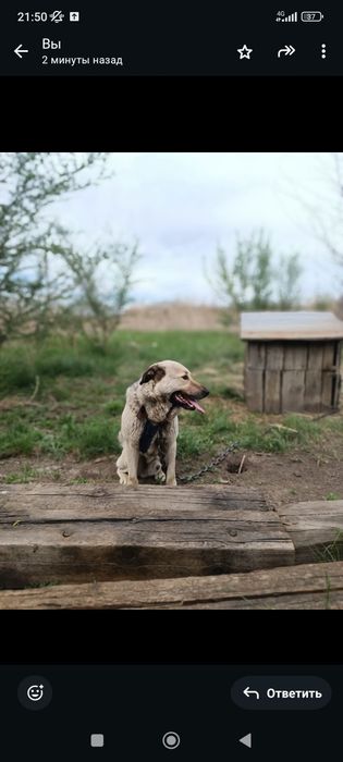 Отдам собак в хорошие руки