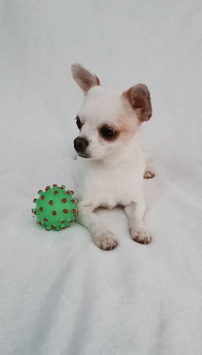 Девочки чишки малышки