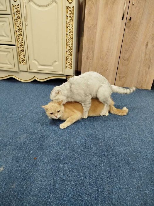 (SOTILMAYDI) Вязка скотиш фолд Серебристая шиншилла .кот НЕ ПРОДАЁТСЯ.