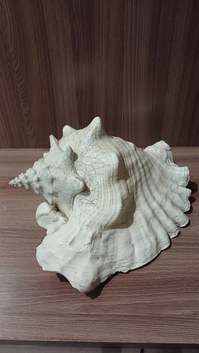 Продам    ракушку