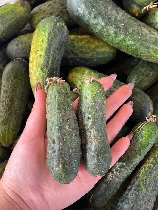 Продам хрустящие огурчики местные ( г. Актобе).