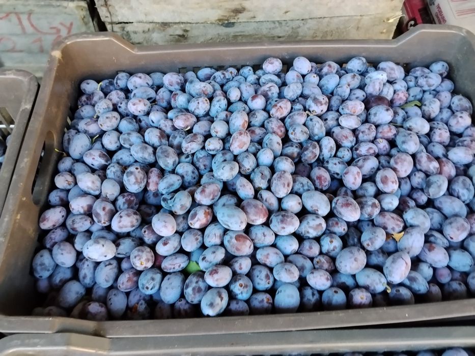 Vand pere Williams si prune pentru tuica