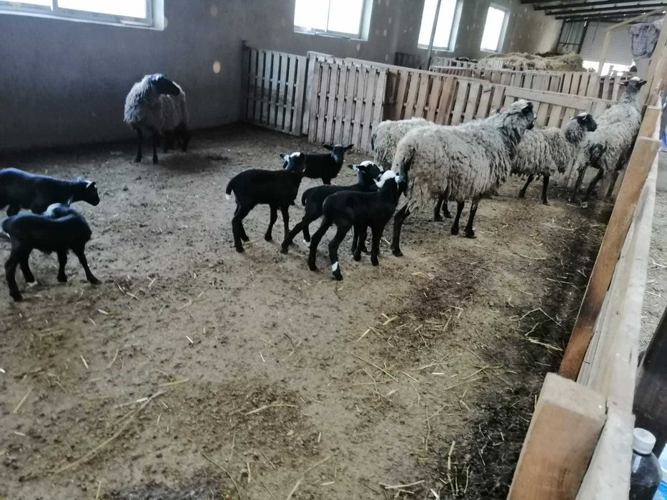 150бр.Romanovski ovce Романовски овце