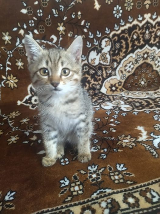 Отдам котят в хорошие руки