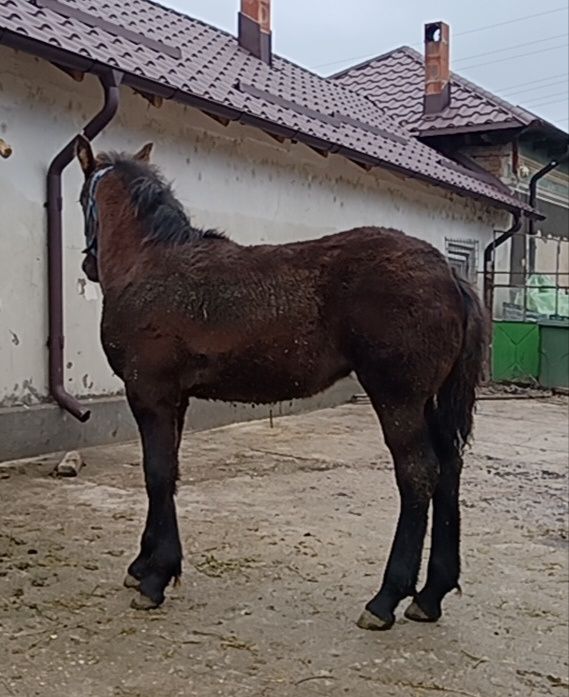 Mânza metis Frizian