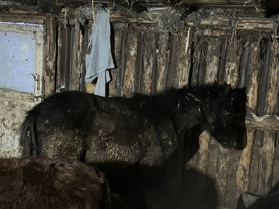 Продам жеребенка