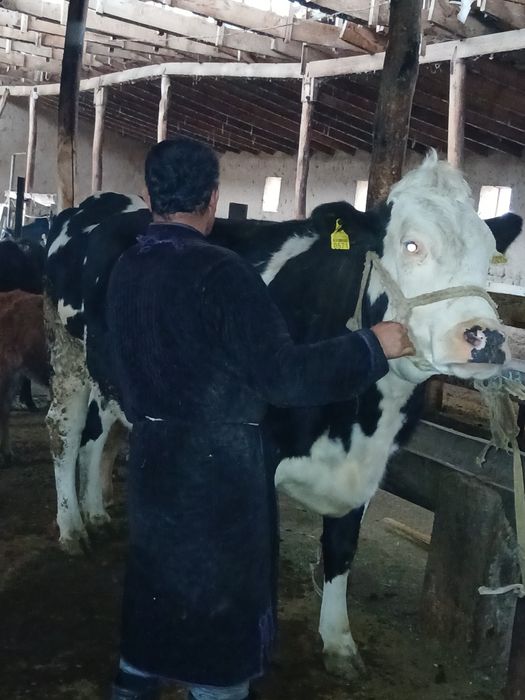 Сигир парод Голшдиен солатилади