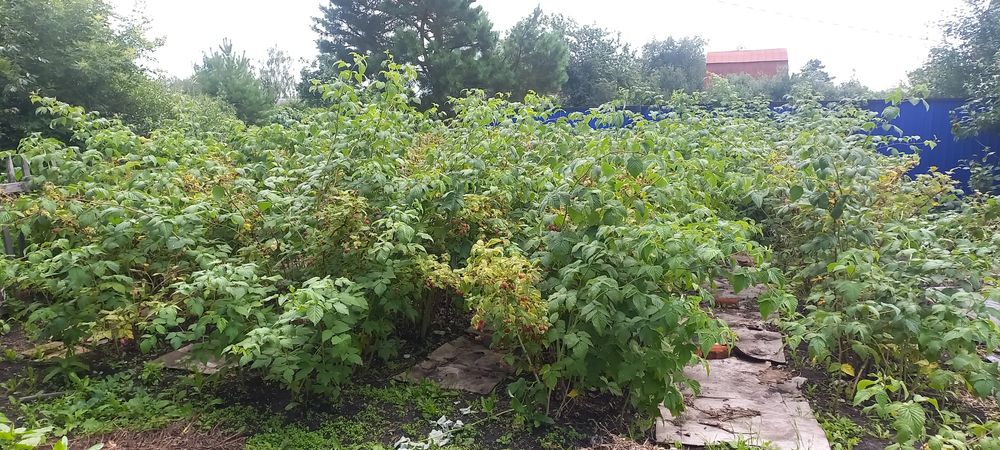 Продам дачный участок