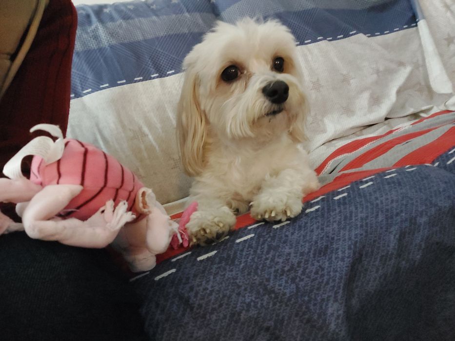 Pet sitter caini rasa mica