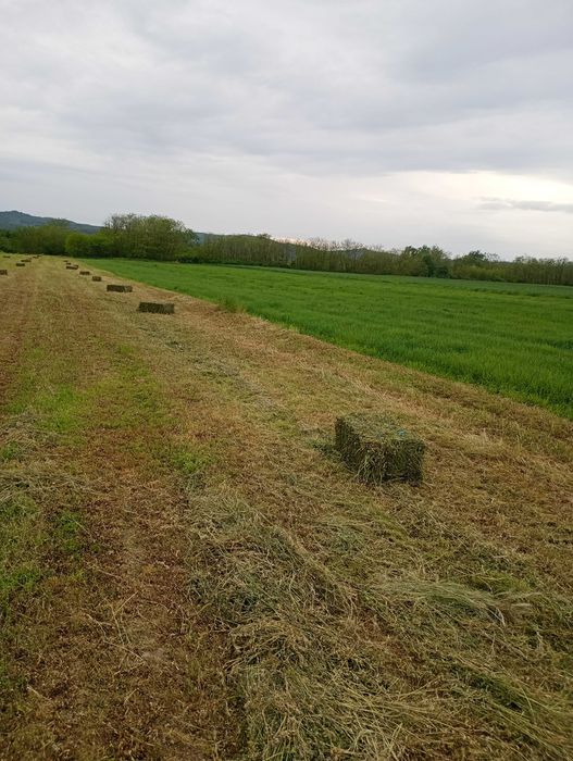 Baloți lucernă.