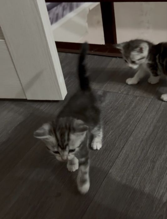 Американский короткошерстный котенок