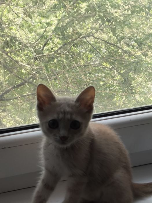 Котик 5 месяцев.