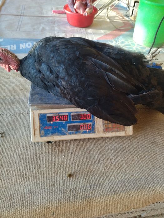 Жойдари куркалар сотилади