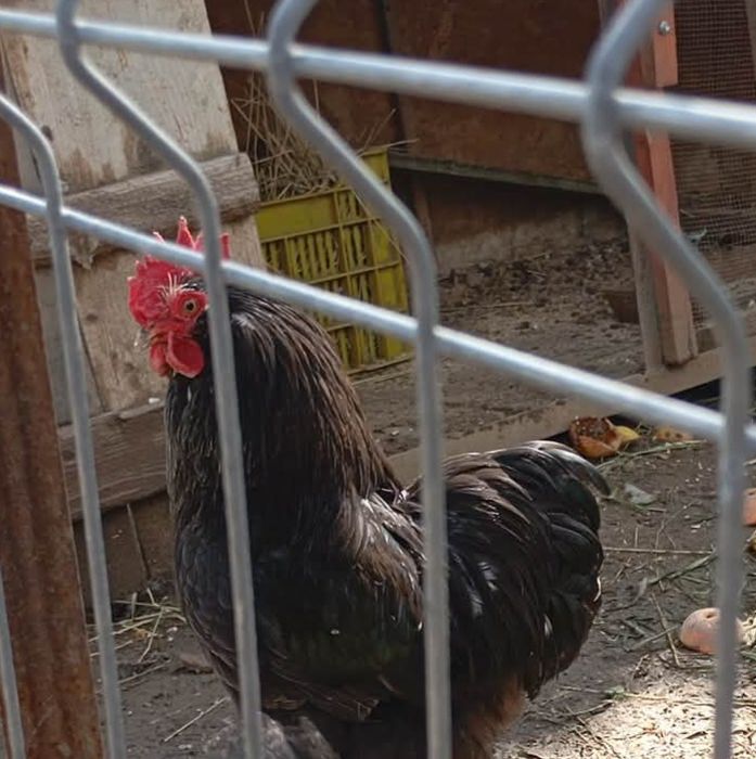 Vând ouă de cochinchina pitic