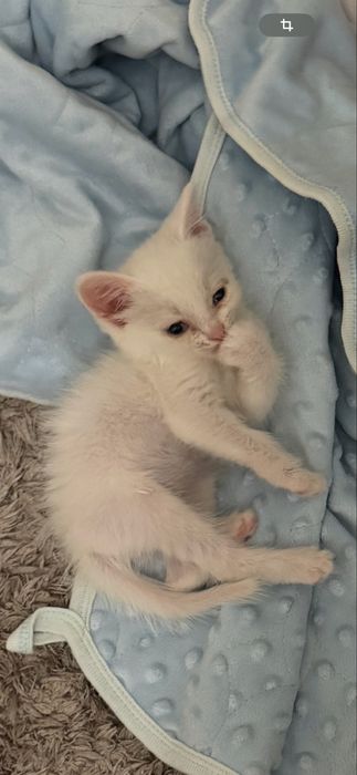 Отдам котенка мальчик