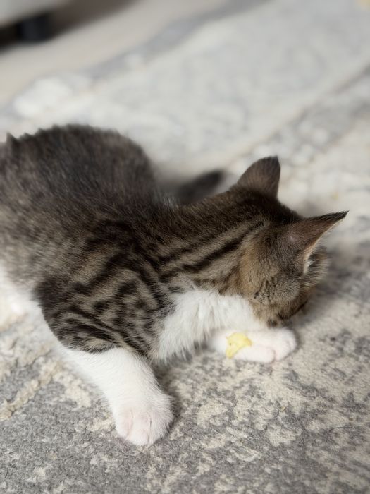 Продам смешанную котейку