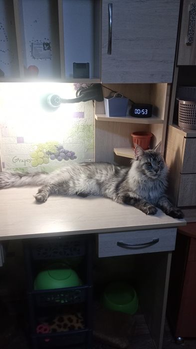 Продам Кота породы Мэйн Кун