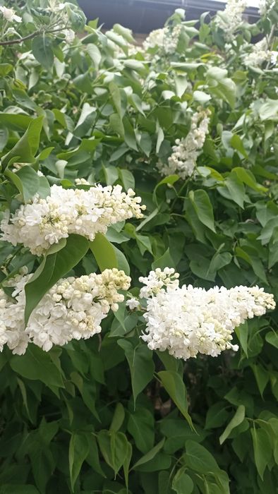 Апрельская сирень