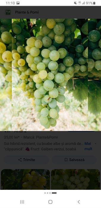 Vând struguri de vin