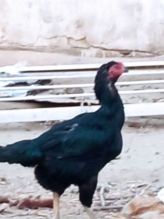 Дакан мокиён сотилади турк Билан карис 500000сум