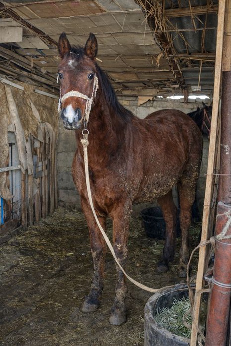 Тай лошади 9 айлық жуас міңгі