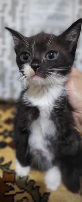 Отдам кошечку 1,5 года ,стерелизована и  котят в хорошие руки