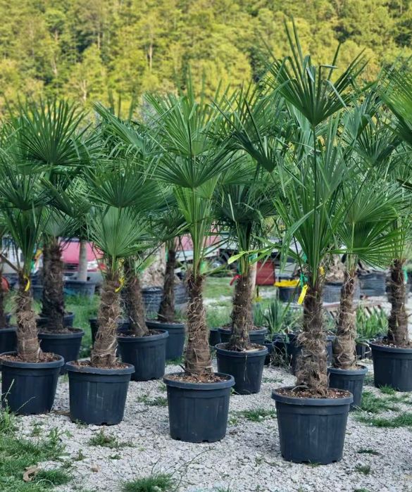 Palmieri inaltime 1.50m 1.70m la cel mai mic pret