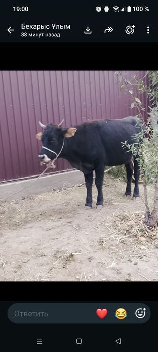 Тайынша сатылады жуас қорең
