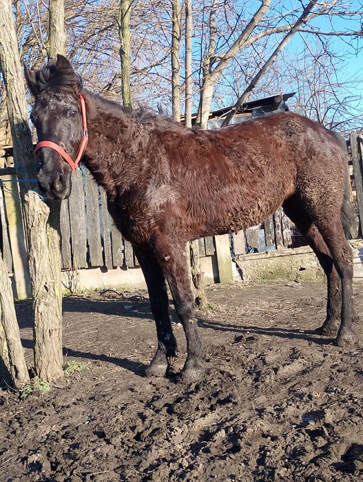 Vand eapa preț 40 de milioane negociabil