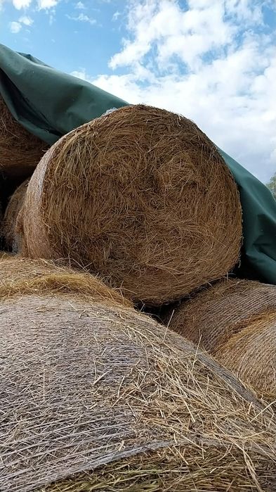 Baloti  de lucerna fan