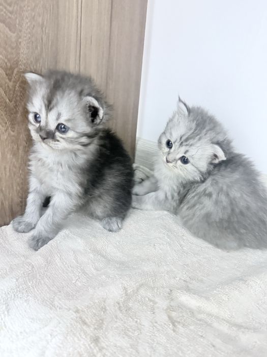 Бртаниский шиншила