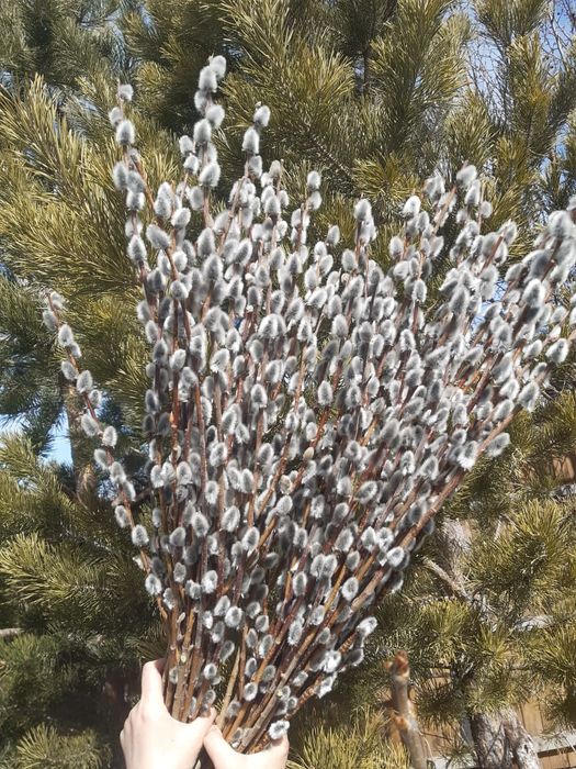 Продам вербу пушистую.